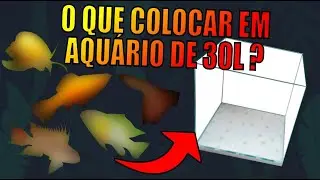 🔴AQUÁRIO de 30 litros: Quais animais eu colocaria? |Mr. Betta|