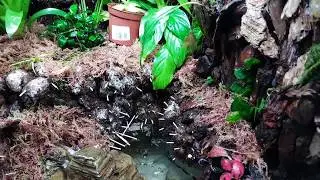 Como montar un paludario / terrario para dendrobates