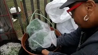 Covering Brassicas Using Organza bags