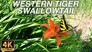 Western Tiger Swallowtail [4K Ultra HD]
