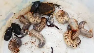 Exploring catching insect & worm in decayed wood