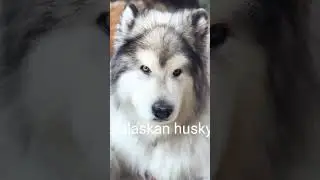 Top 5 dogs look like wolf 😈