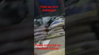 pig farm ka rat ka najara प्रतापगढ़ ka best pig farm #motivation #pigbreeding #pigfeed #pigfarm