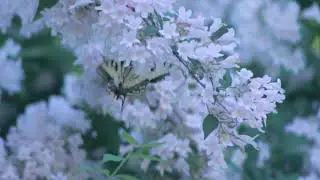Free Footages | Nature & Landscape | A Butterfly Perched On Flower