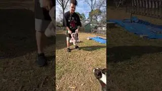 Boston Terrier sez I luv my new toy 🐾 🧸 🐶 #puppy #bostonterrier  #dog