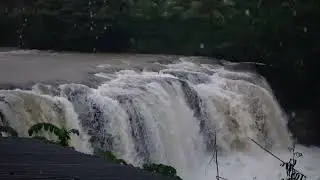 Listen & Sleep Immediately with Heavy Downpour Rain & Massive Thunder Sounds in Rainforest at Night