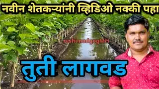 तुती लागवड सविस्तर माहिती ||योग्य अंतर ||tuti variety ||कांडी लावावी कि रोप ||(@krushimitradhanraj )