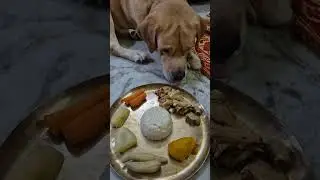 Happy birthday (15th October)Coco🎂🥰🧿❤️#trending #labrador #cute #pets #love #animals #funny #dog #yt