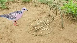 Easily Dove Trap Technique - Traditional Creative Using wood