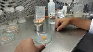 Vlog 17 - Lab demonstration on Effects of PGR for organogenesis(in vitro shooting and rooting) .