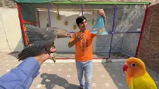 Hum Yellow Latino Or Shikra La Aiy 😍