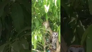 owl in house 🤔 #owls #birds #trending #viral #shortsvideo