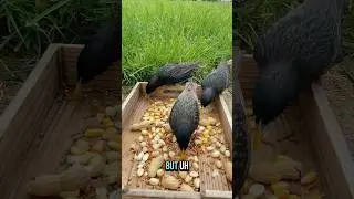 Trying to Befriend Crows: Day 14- FIRST SIGHTING???