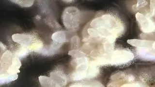 Time lapse video of Aspergillus oryzae (koji) growing on rice