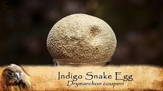 Pierce Compares Indigo Snake & Emu Eggs