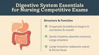 Quick Revision: Digestive System Important Points for Staff Nurse Exams