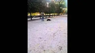 Paris walk with dog