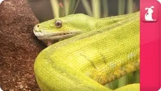 Bindi & Robert Irwin feature - Green Tree Python (Scott) - Growing Up Wild.