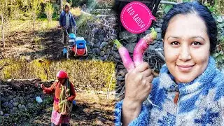 || Pea Cultivation In Kinnaur HP||