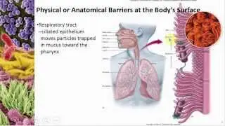 Chapter 12 Host Defenses Part I: Overview and Nonspecific Defenses - Cowan - Dr. Mark Jolley