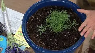 Roberta's 6-piece Fat Budded & Bushy Grosso Lavender on QVC