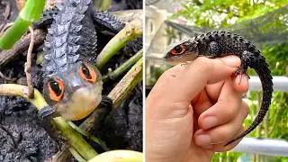 Красноглазый крокодиловый сцинк 🐊 Красноглазый ДРАКОН!