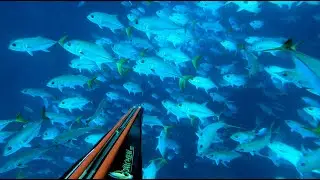 Chasse Sous-Marine - Martinique c&ocirc;t&eacute; Atlantique