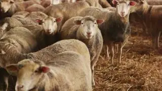 Ontario&rsquo;s sheep industry benefits from Growing Forward 2 funding