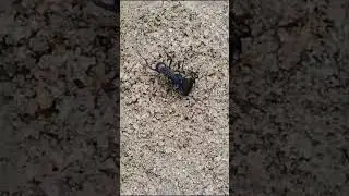 POGONOMYRMEX MAYRI