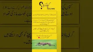 Interesting Dog Facts | #facts #information #world #education #dog #health #animals #wildlife #urdu