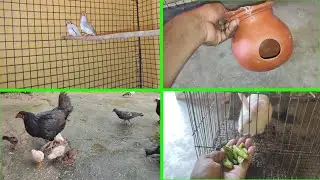 Jevra Fenches Big Cage Me Masti Karna Behre Gita | Видеоблог о домашних животных | Love Birds | Е...
