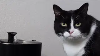 Just bought a PETLIBRO battery operated water fountain for Snookie the Cat