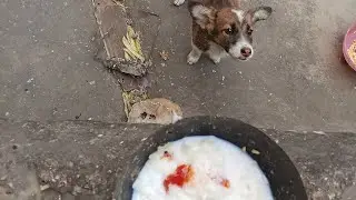Street Dog Puppies Feed Tike Cute Dog Videos 🐶