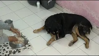 Dog Eating Moments Ranked