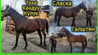 Mares from Europe 😱