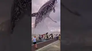 shark jumping out of water 😮😮😮