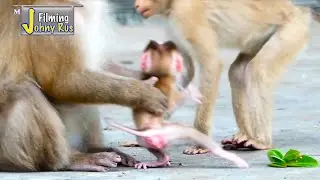 Cute Smart funny baby monkey ALBERT Mommy ALLY grabs to save fast from a little monkey