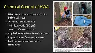 Integrated Chemical & Biological Control of Hemlock Woolly Adelgid: A Guide