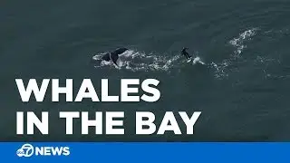 Humpback whales swim near Golden Gate Bridge