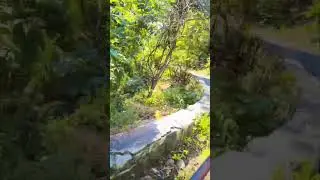 #shortvideo #forest jurney
