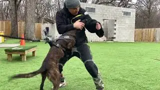 How to train Dutch Shepherds: Tornado & War Dancer