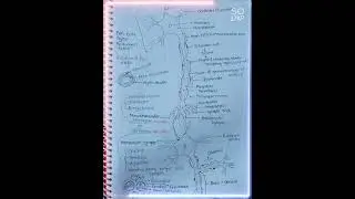 Neural control and coordination | Structure of neuron | NEET biology