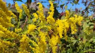 bees in the goldenrod