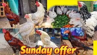 Top Quality Aseel for sale in Hyderabad part 2