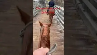 Stockyards horse ride in Dallas, Texas. #animals #horse #fun #horse ride #stockyards