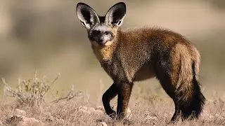 Bat-eared Fox: Insect Killers of the African Savanna