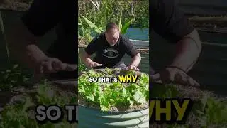 Save Money Growing Your Own Lettuce
