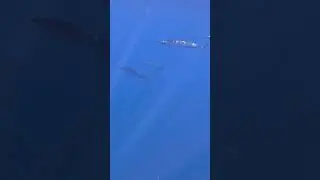 Crazy Wahoo scenes in Mozambique #fishing #spearfishing #freediving #gopro #fish