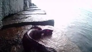 River Otters Take Down A Big Lingcod - Fishing Victoria, B.C.
