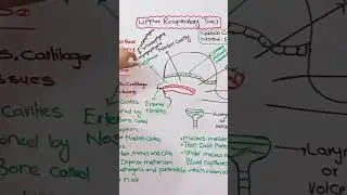 upper respiratory tract #federalboard #cellbiology #onlinelectures #onlinelearning #science